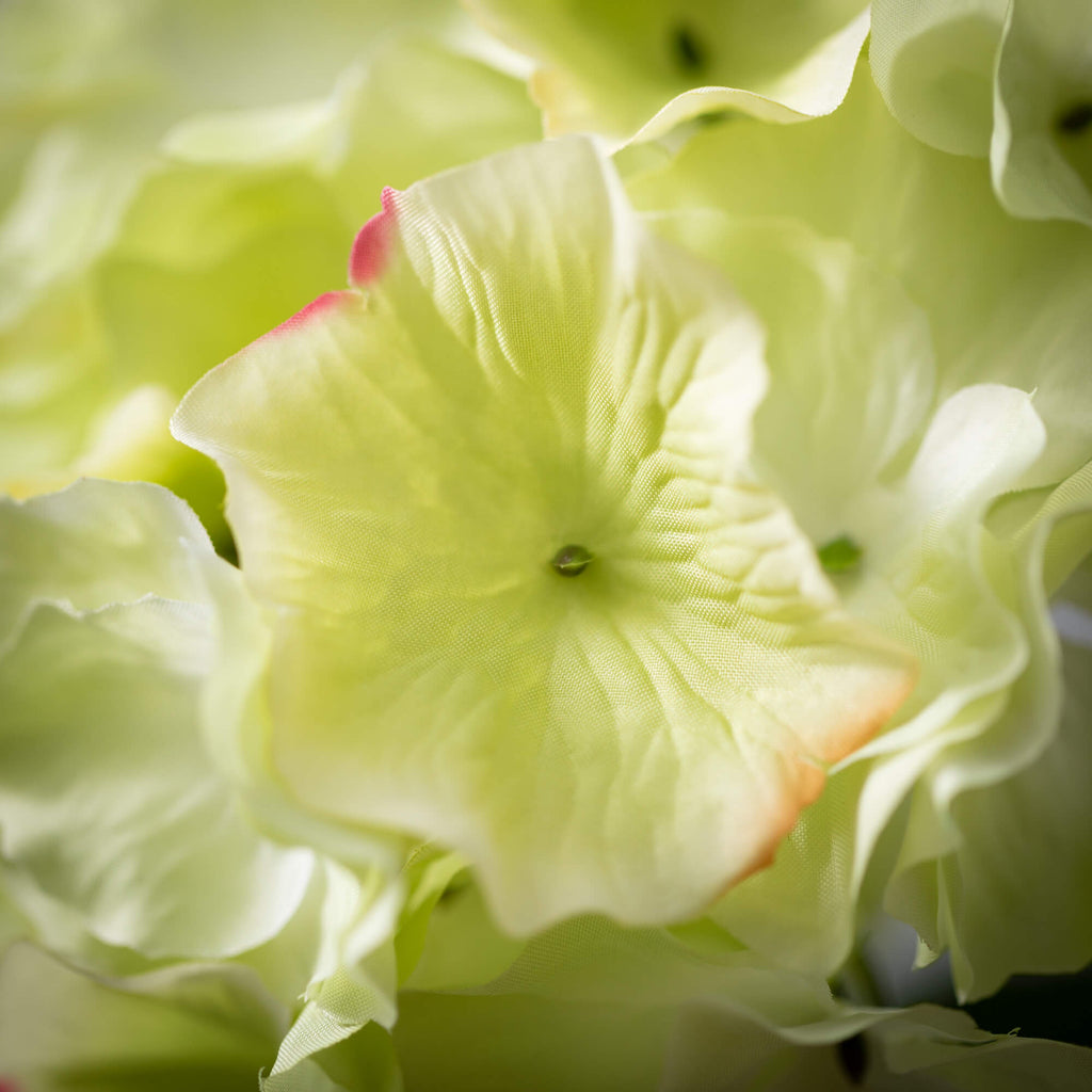 Cottage Green Hydrangea Bloom 