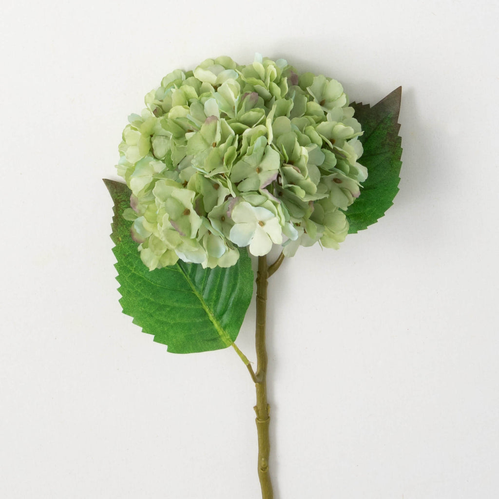 Blooming Green Hydrangea      