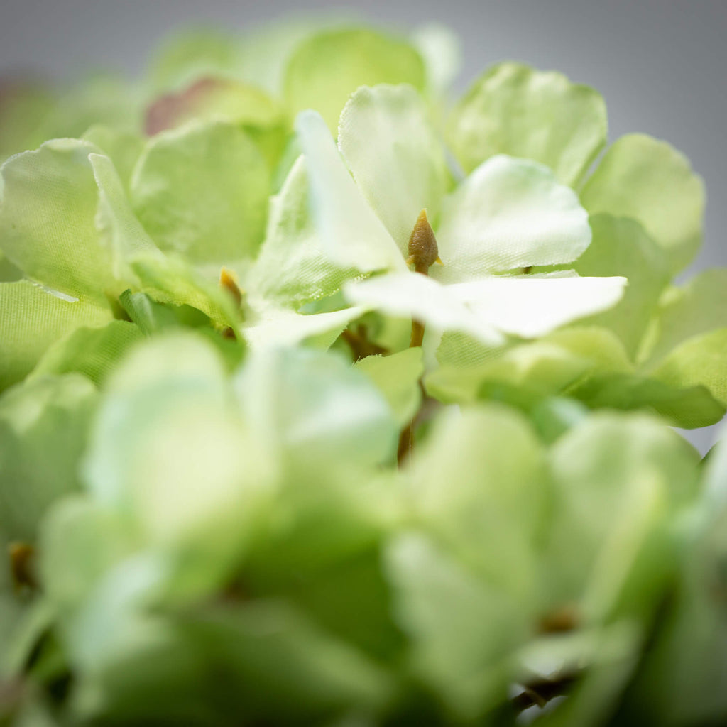 Blooming Green Hydrangea      