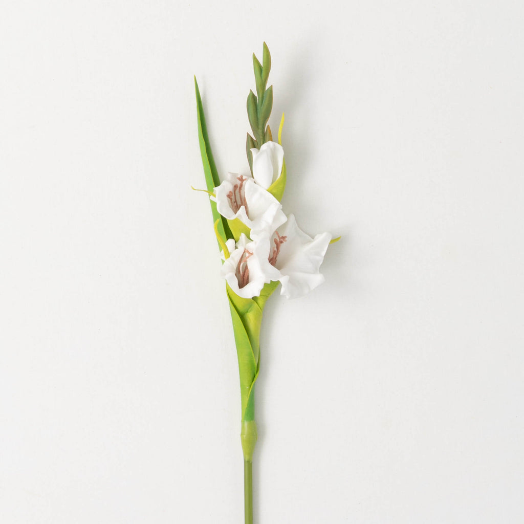 Dynamic Cream White Gladiola  