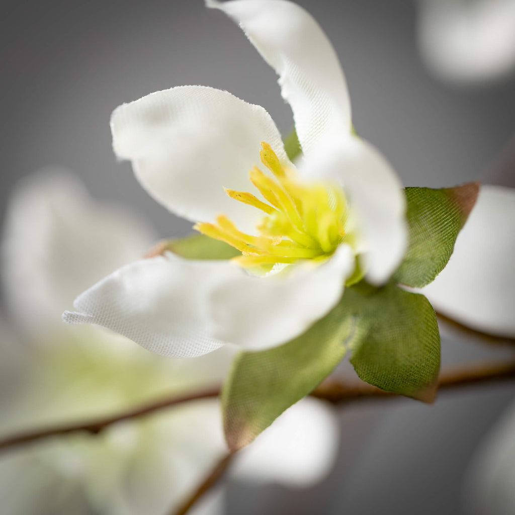 Freshcut® White Peach Blossom 