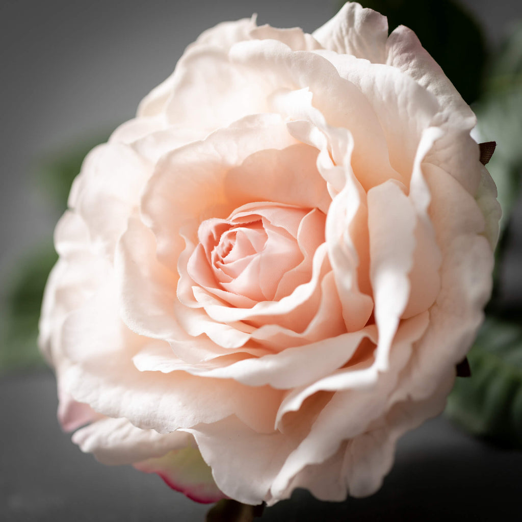 Freshcut® Coral Blooming Rose 