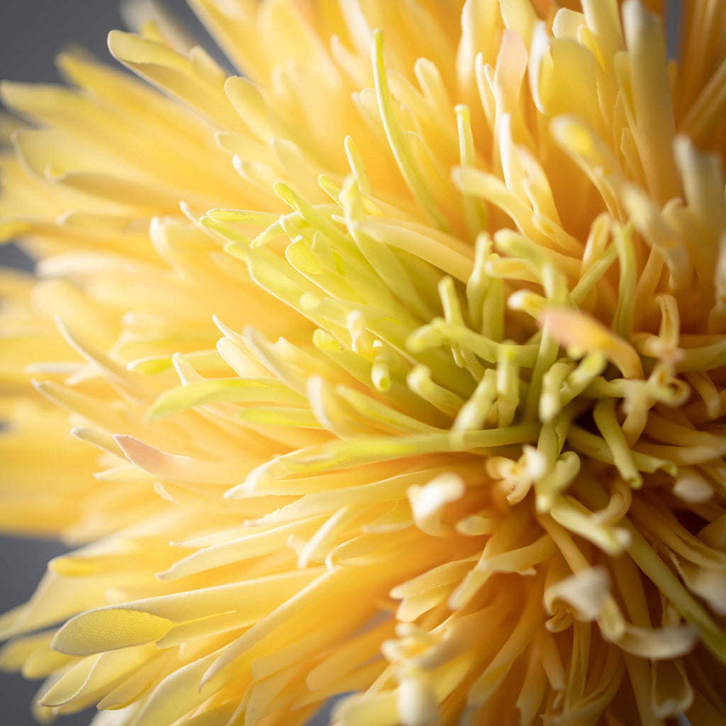 Yellow Chrysanthemum Spring Sp