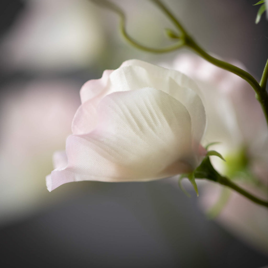 Sweet Pea Stem                