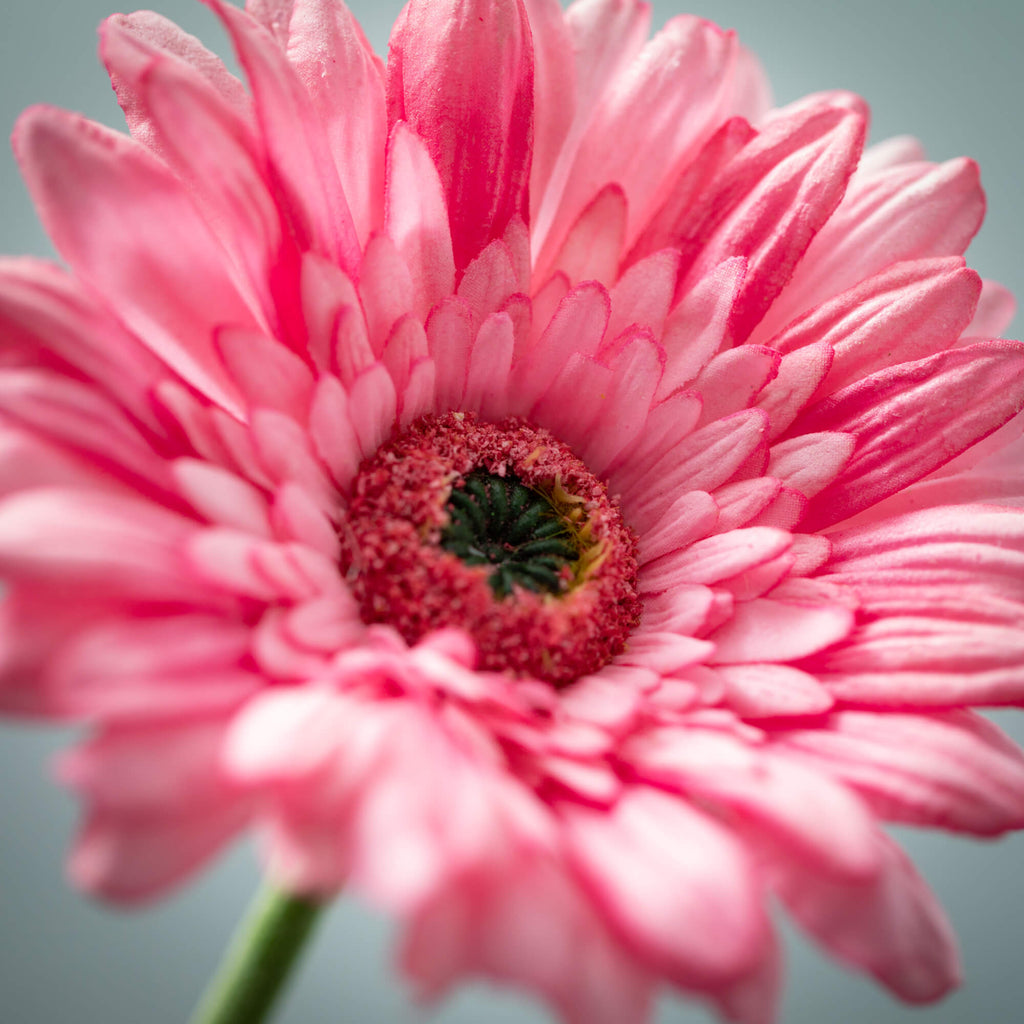 Beautiful Pink Gerbera Daisy  