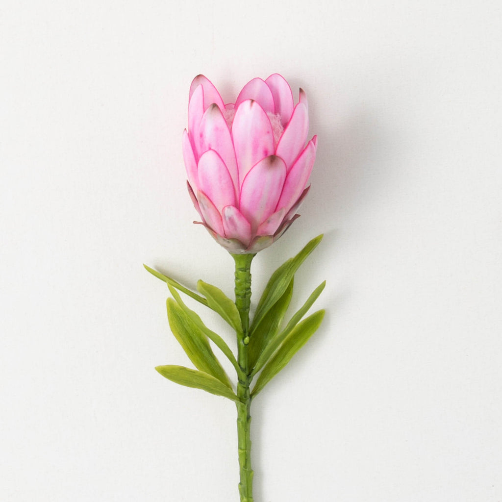 Fuchsia Pink Queen Protea     