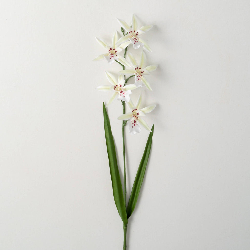 White African Orchid Stem     