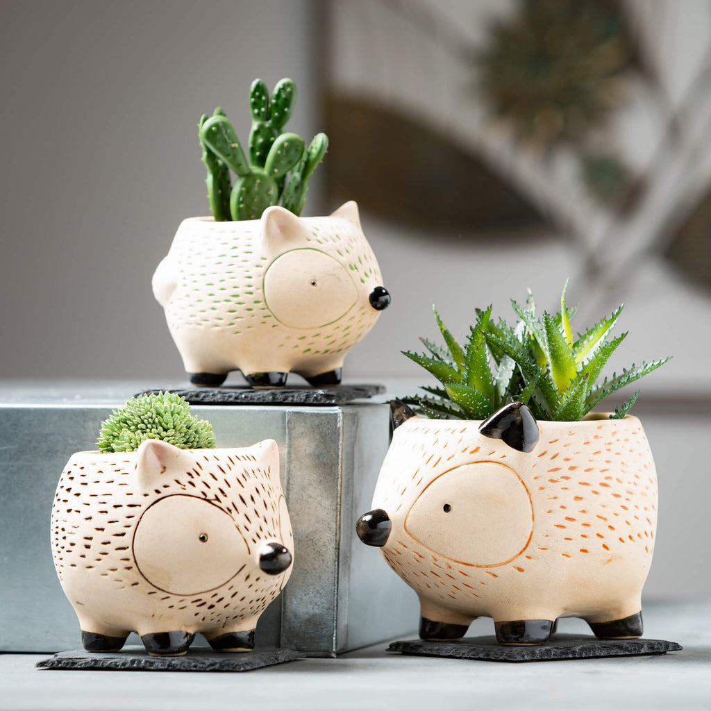 Kitschy Hedgehog Planter Set  