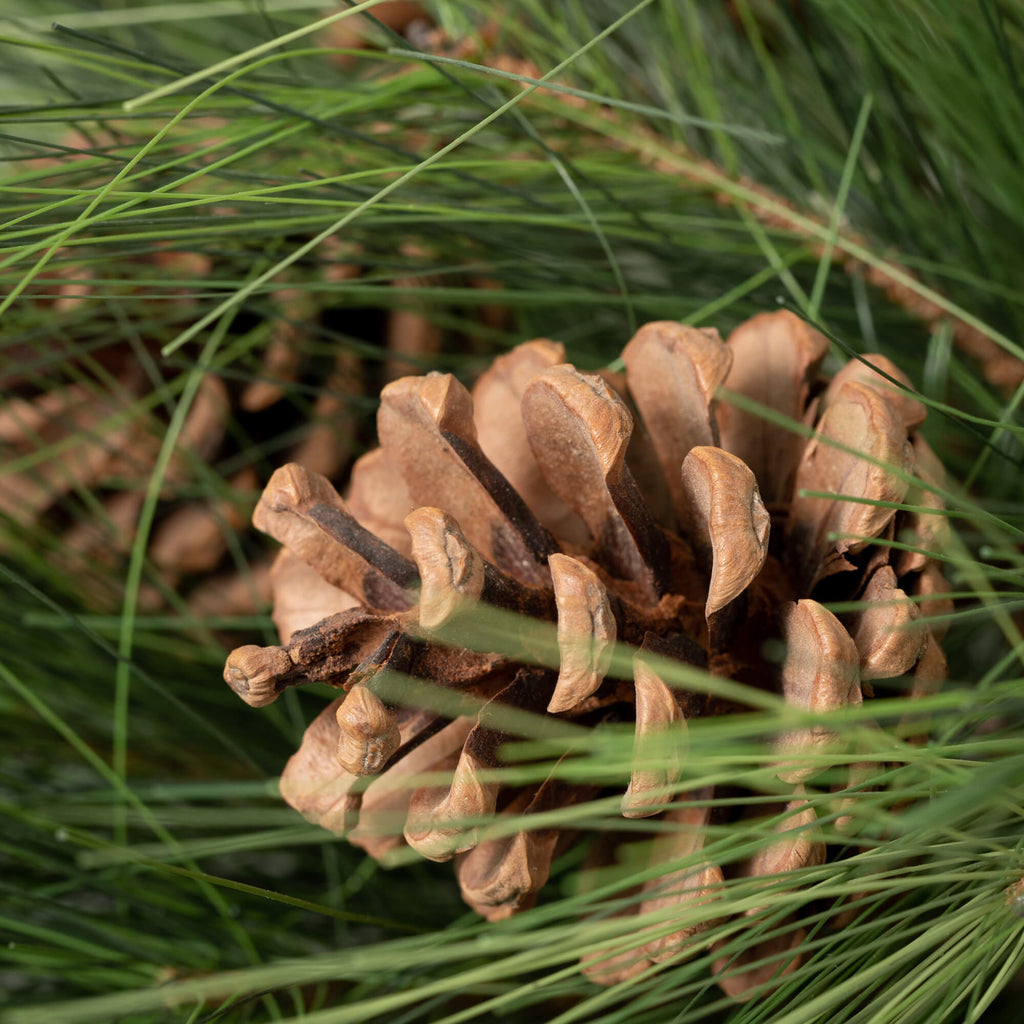 Long Pine & Pinecone Orb      