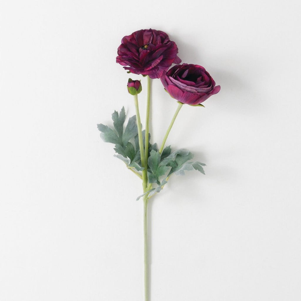 Real Garden Ranunculus Stem   